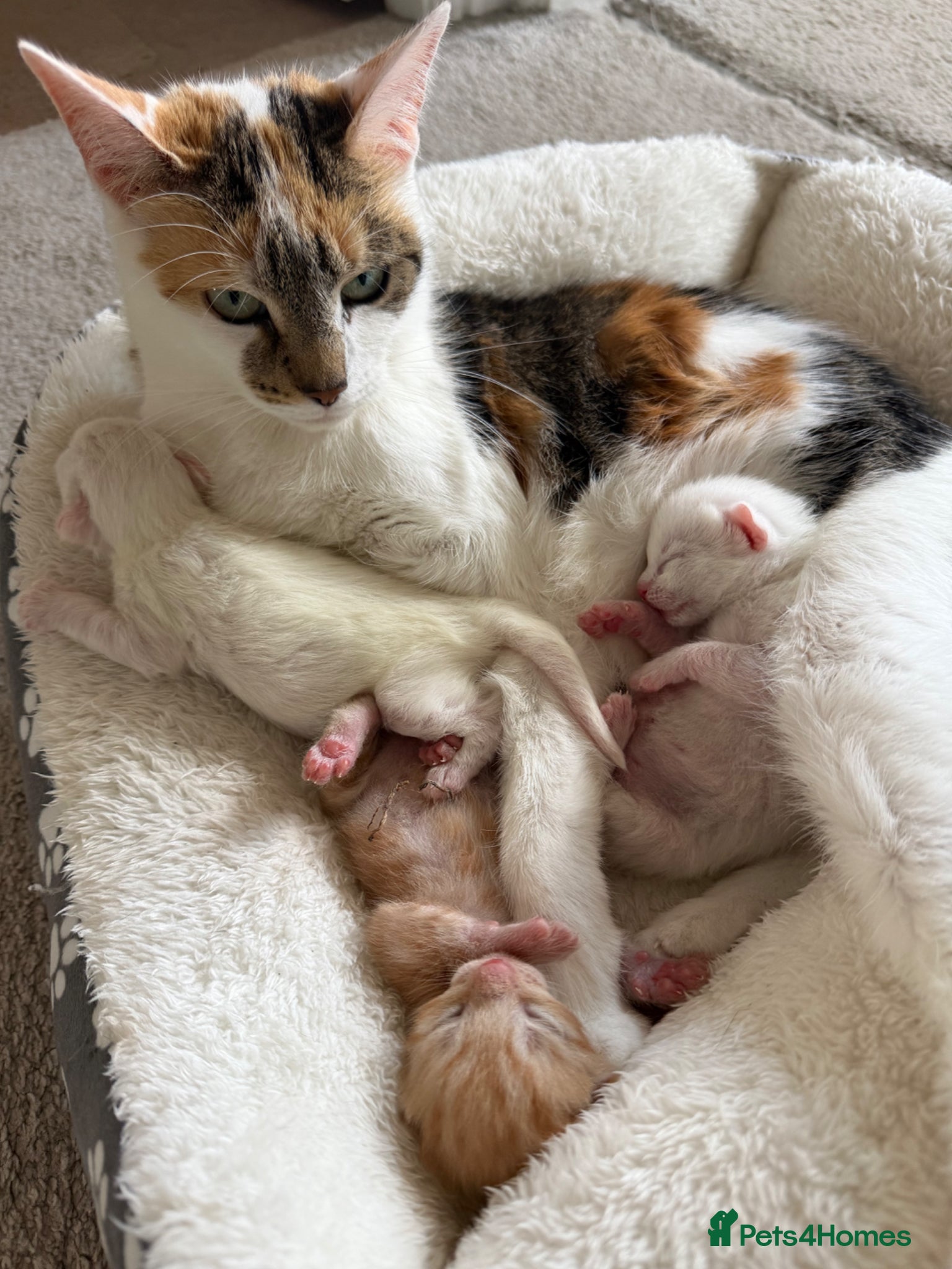 Domestic Shorthair cats Three Beautiful Male Kittens - Advert 1