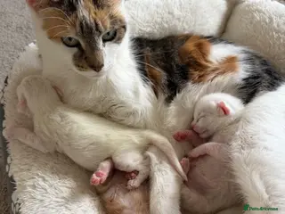 Domestic Shorthair cats Three Beautiful Male Kittens - Advert 1