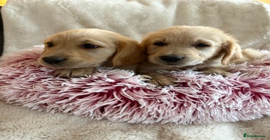 Golden Retriever dogs - Advert 3