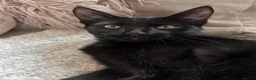 Domestic Shorthair cats for sale: Two beautiful black boys - Advert 7