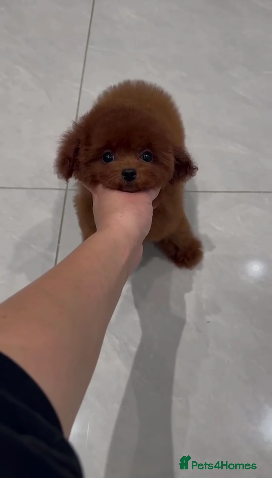 Poodle dogs for sale: Imported Asian Poodle Puppies Form China 🇨🇳🥰 - Advert 3