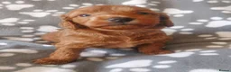 Cockapoo dogs for sale: ONLY ONE DARK BROWN FEMALE LEFT - Advert 2