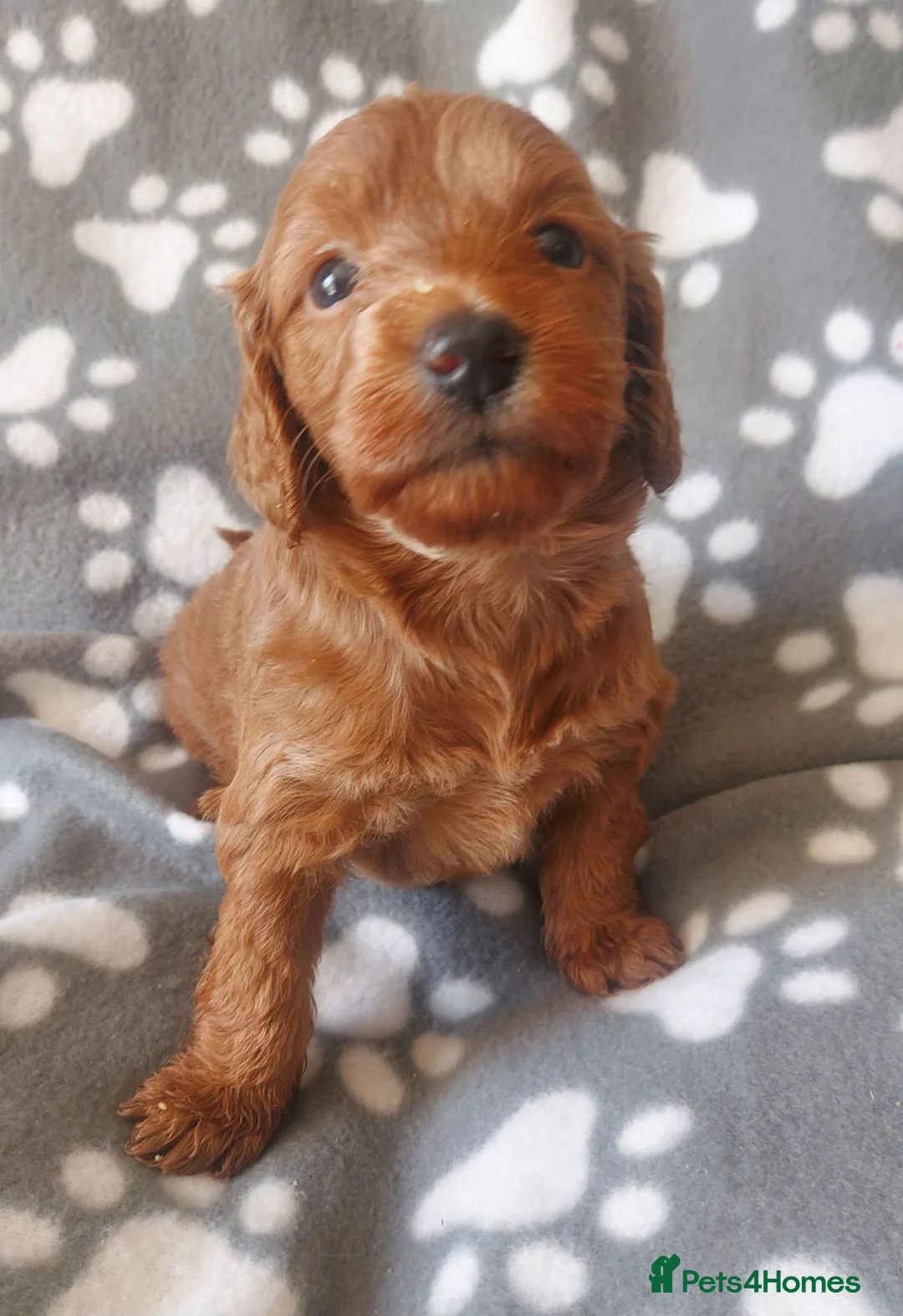 Cockapoo dogs for sale: ONLY ONE DARK BROWN FEMALE LEFT - Advert 2