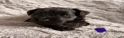 Miniature Schnauzer dogs for sale: Chunky, stunning litter of miniature schnauzers  - Advert 7