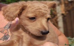 Mixed Breed dogs for sale: Cockapoochis Ready Now  - Image 4