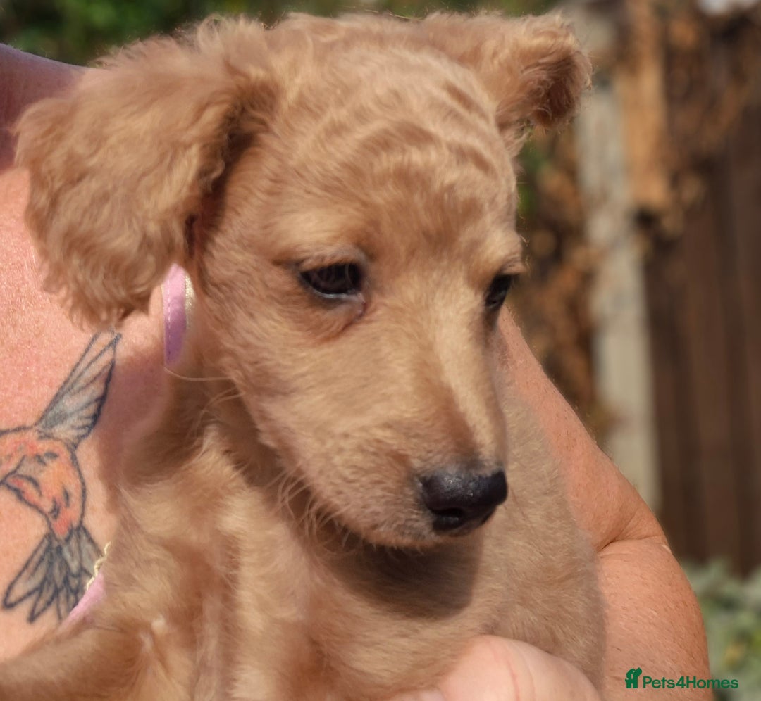 Mixed Breed dogs for sale: Cockapoochis Ready Now  - Image 4