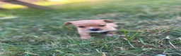 Mixed Breed dogs for sale: Beautiful pomjacks for sale - Advert 18