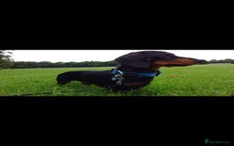 Miniature Dachshund dogs for stud: Pra Clear Black & Tan Mini Dachshund For Stud in Redhill - Image 1