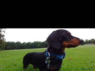 Miniature Dachshund dogs Pra Clear Black & Tan Mini Dachshund For Stud in Redhill - Advert 4