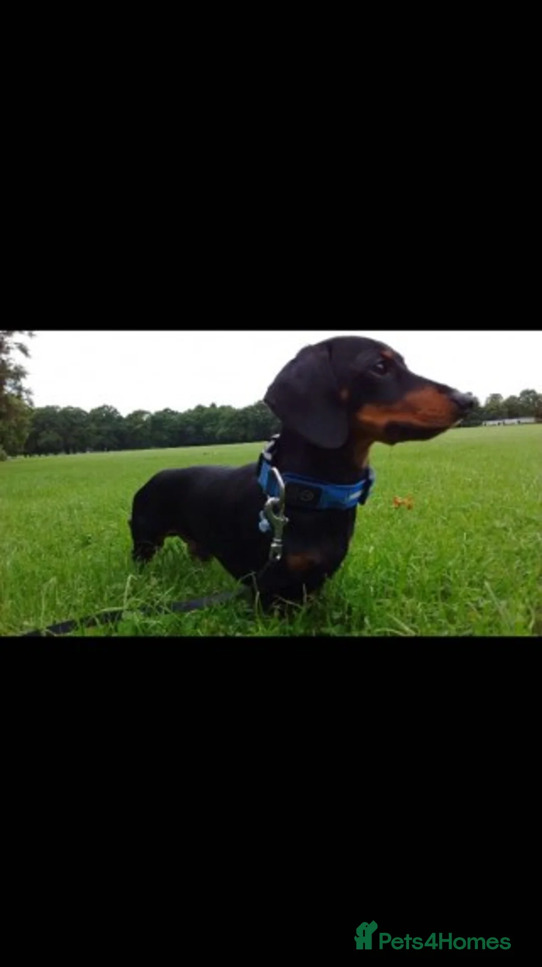 Miniature Dachshund dogs for stud: Pra Clear Black & Tan Mini Dachshund For Stud in Redhill - Advert 1