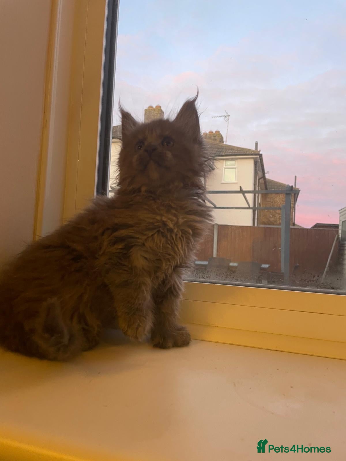 Maine Coon cats Maine Coon polydactyl (left two girls) - Advert 1