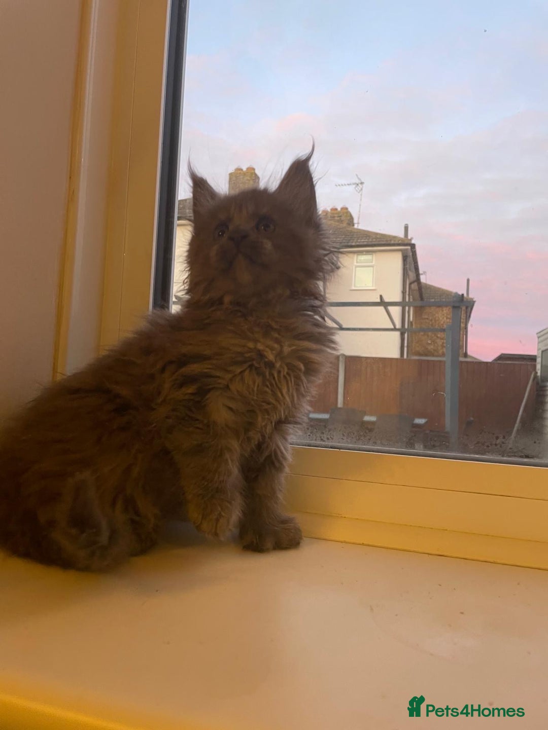 Maine Coon cats for sale: Maine Coon polydactyl (left two girls) - Advert 1