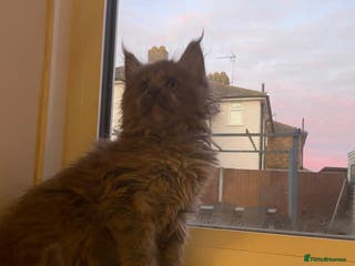 Maine Coon cats Maine Coon polydactyl (left two girls) - Advert 1