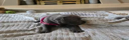Staffordshire Bull Terrier dogs for sale: Stunning KC reg SBT BLUE PUPS - Advert 9