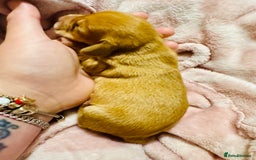 Mixed Breed dogs for sale: Beautiful Dachshunds for sale  - Image 11