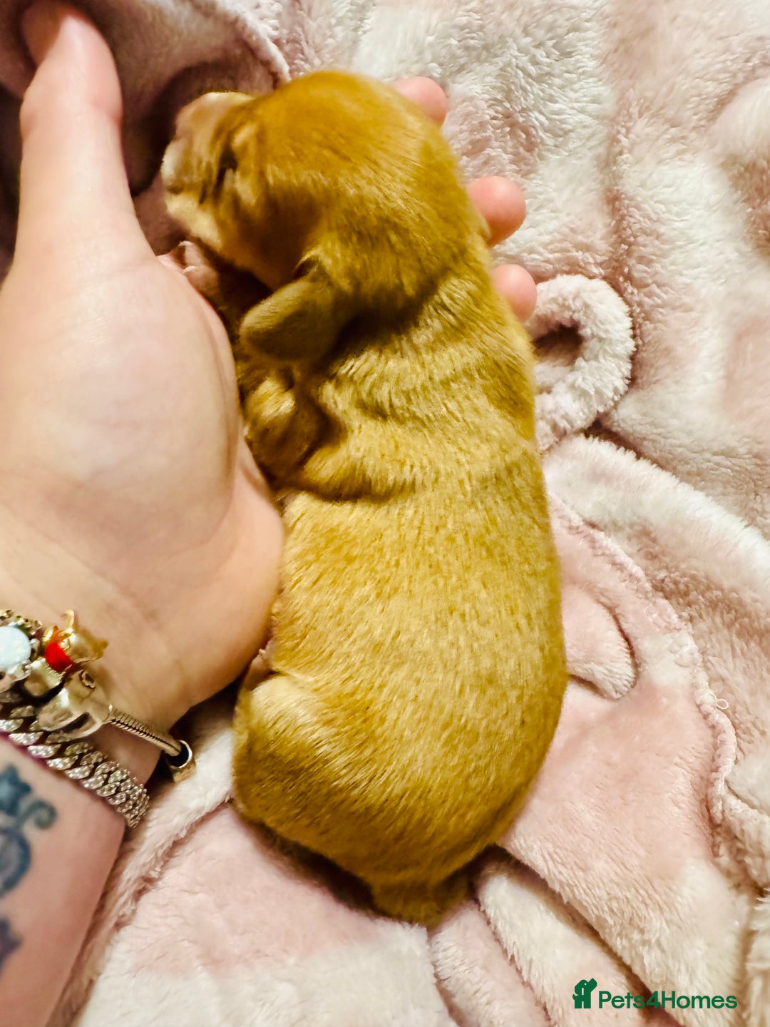 Mixed Breed dogs for sale: Beautiful Dachshunds for sale  - Image 11
