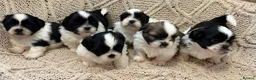 Shih Tzu dogs for sale: Beautiful Home reared Shih Tzu Puppies - Advert 18