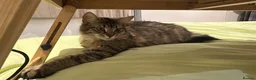 Domestic Shorthair cats for sale: Pretty nice kittens to rehome  - Advert 3