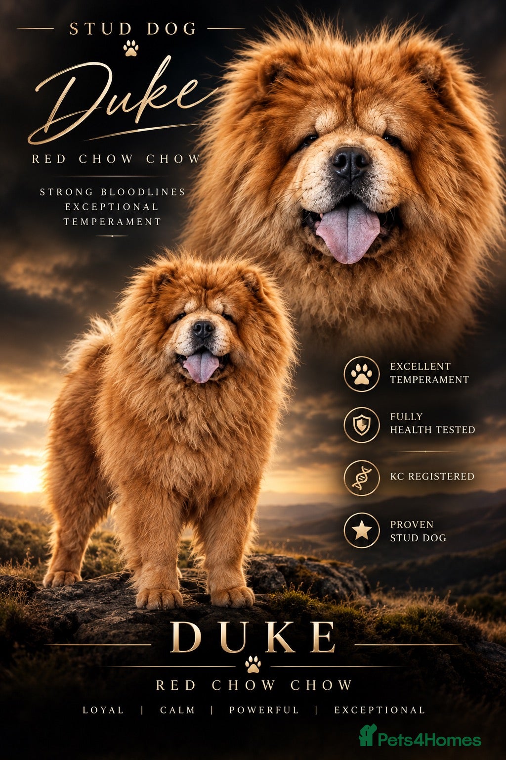 Chow Chow dogs Champion lines Cinnamon Chow Chow Stud 🦁 - Advert 1