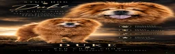 Chow Chow dogs for stud: Champion lines Cinnamon Chow Chow Stud 🦁 - Advert 1