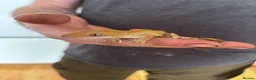 Mixed Breed reptiles for sale: Different reptiles for sale - Advert 12