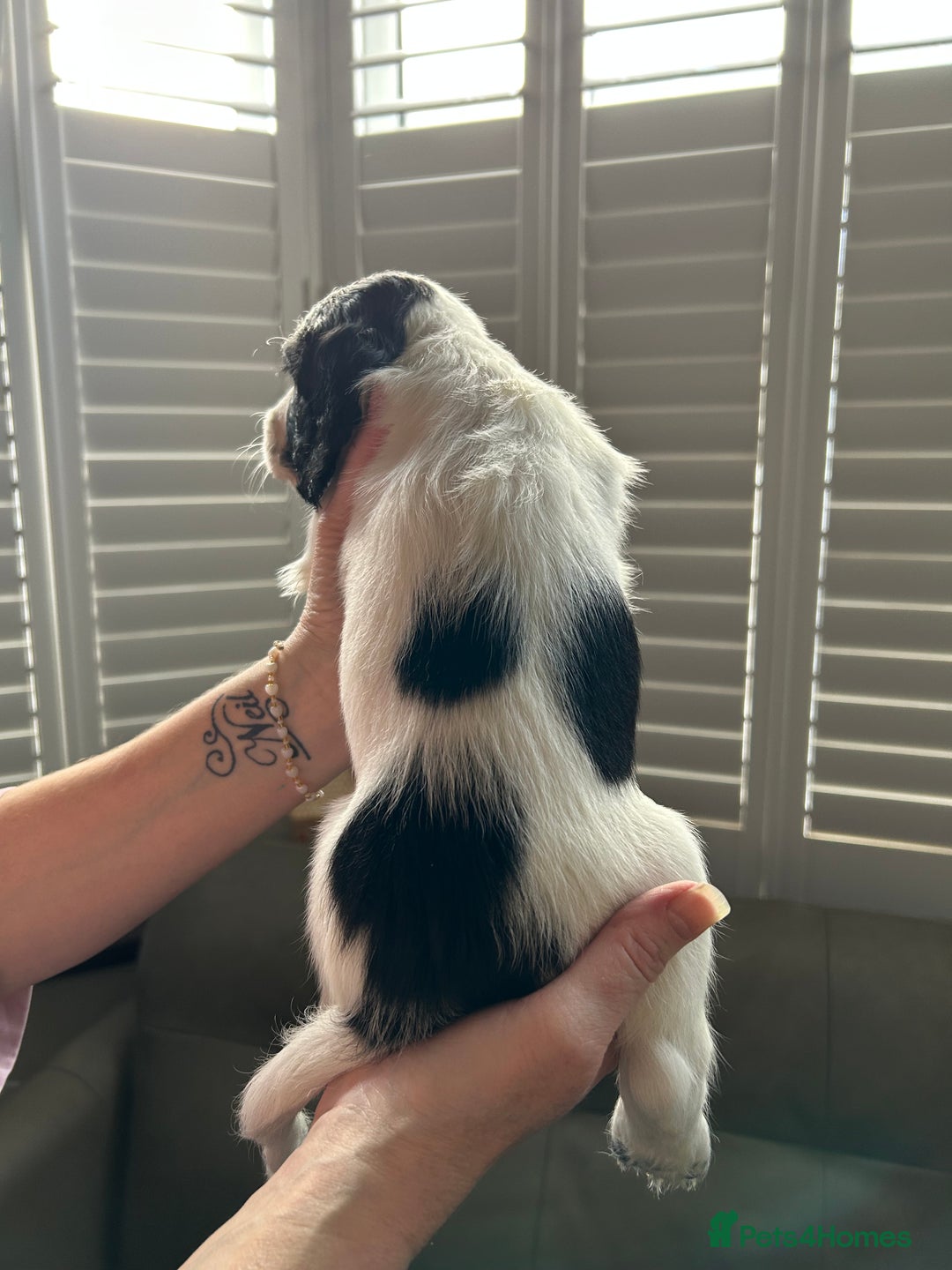 Sprocker dogs for sale: Sprocker puppies - Advert 22