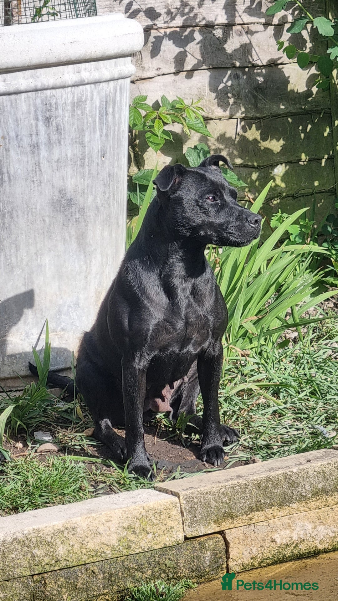 Patterdale Terrier dogs for sale: PATTERDALE PUPS FOR SALE, ready to leave in 1 week - Advert 6