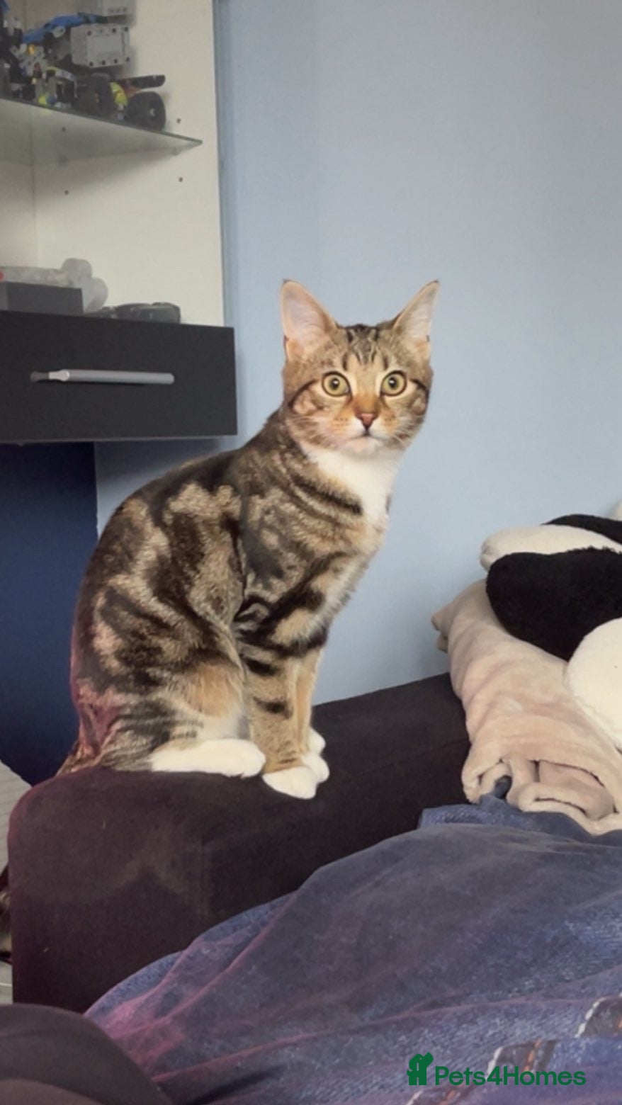 Mixed Breed cats Adorable Fluffy Tabby Kittens Ready For New Home!! - Advert 8