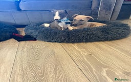 Whippet dogs for sale: 8 Week Old Whippet Puppies  - Advert 11