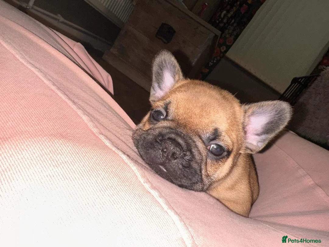 French Bulldog dogs for stud: Mani standard red silver fbce RFG 1  in Edinburgh - Advert 33
