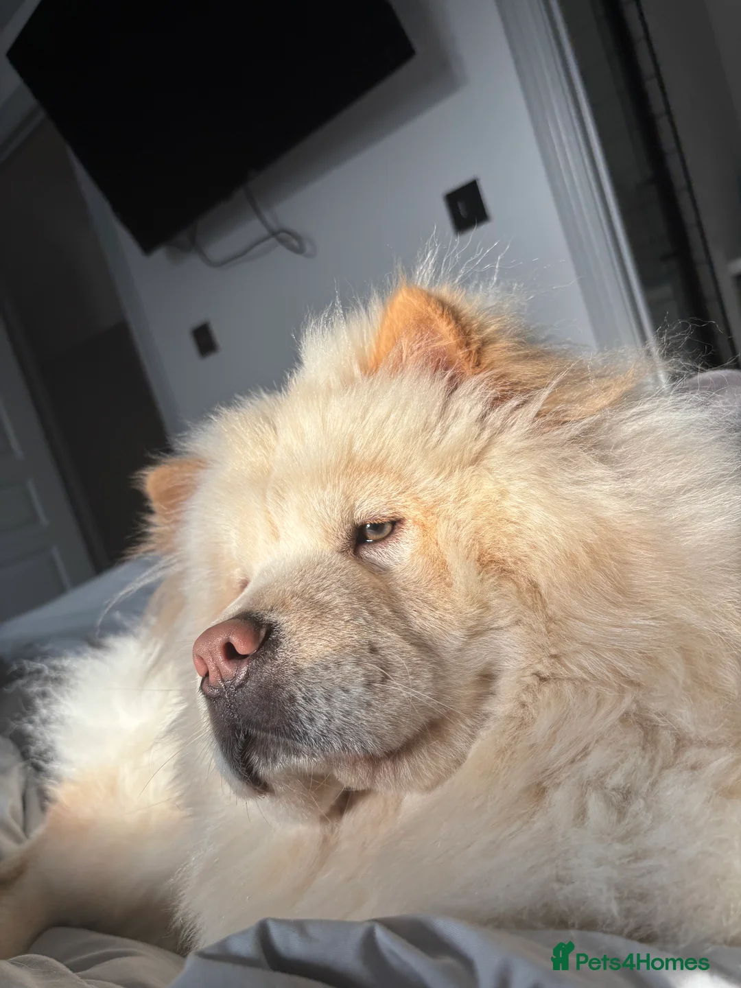 Chow Chow dogs for sale: Female chow chow  - Advert 5