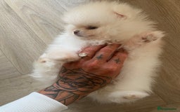 Pomeranian dogs for sale: Beautiful girl Pomeranian puppy for sale  - Image 6