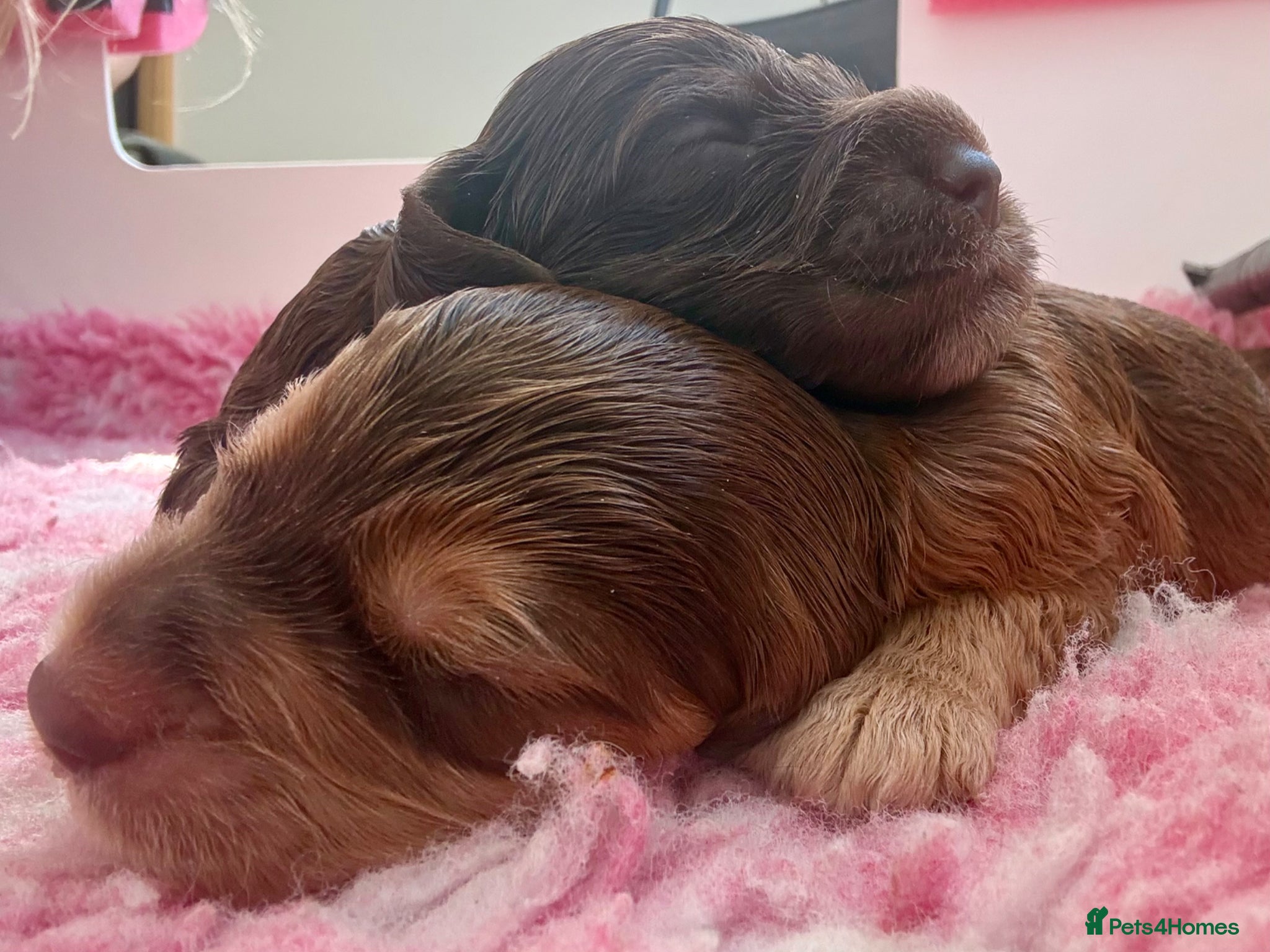 Cockapoo dogs Stunning & Unique F1B Cockapoos  - Advert 2