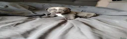 Staffordshire Bull Terrier dogs for sale: Lovely little staffy puppies  - Advert 4