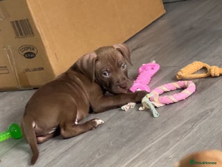 American Bully dogs - Advert 21