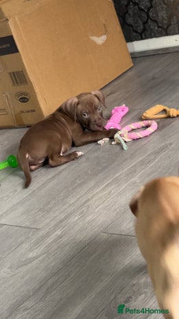 American Bully dogs - Advert 1