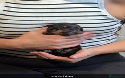 Rottweiler dogs for sale: Rottweiler puppies  - Image 12