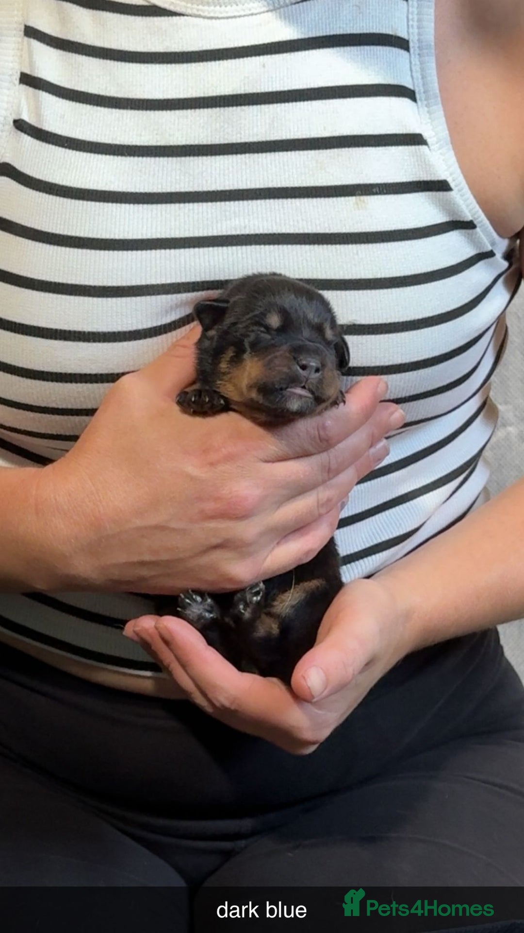Rottweiler dogs for sale: Rottweiler puppies  - Image 12