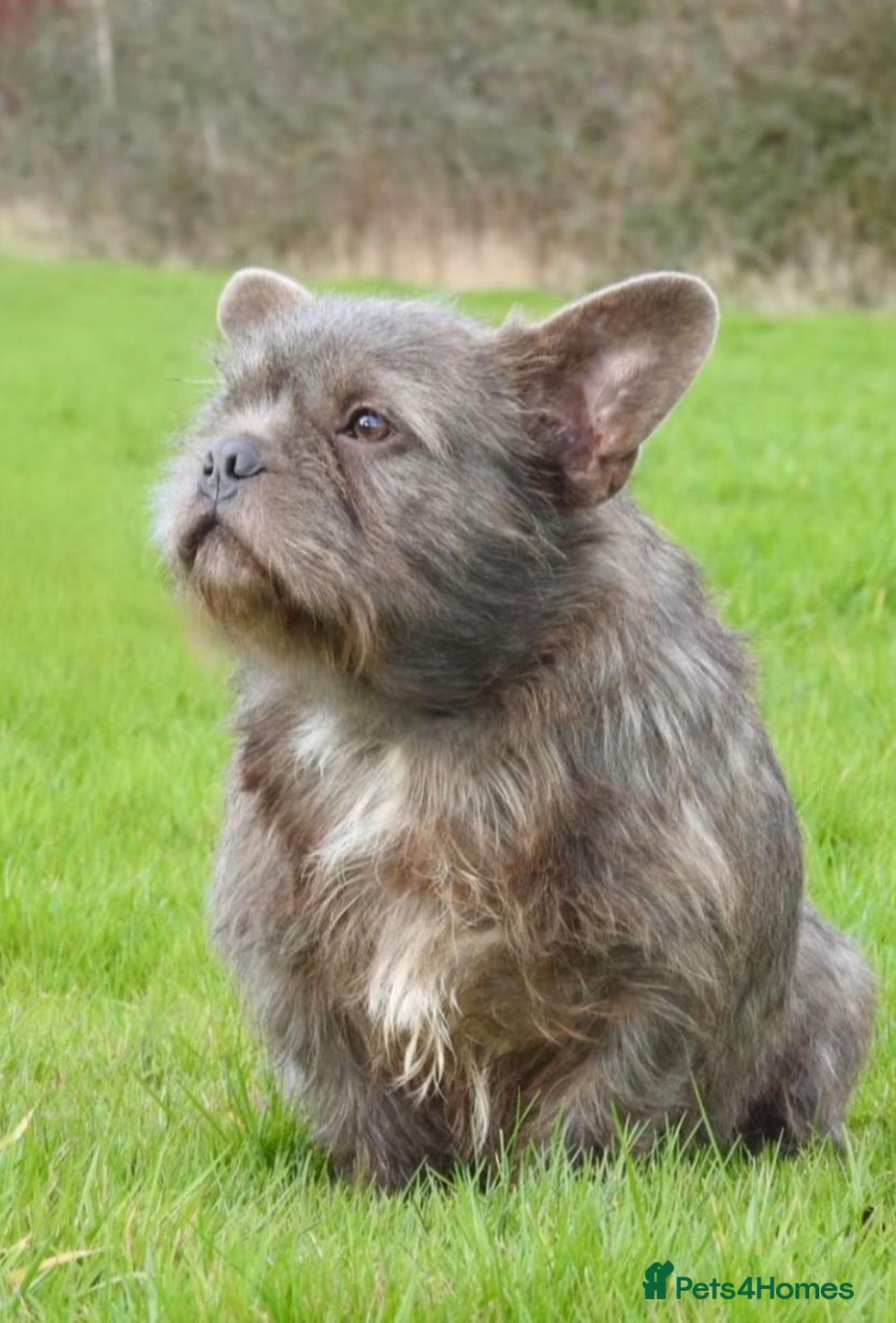 French Bulldog dogs Beautiful wire haired male frenchie - Advert 1
