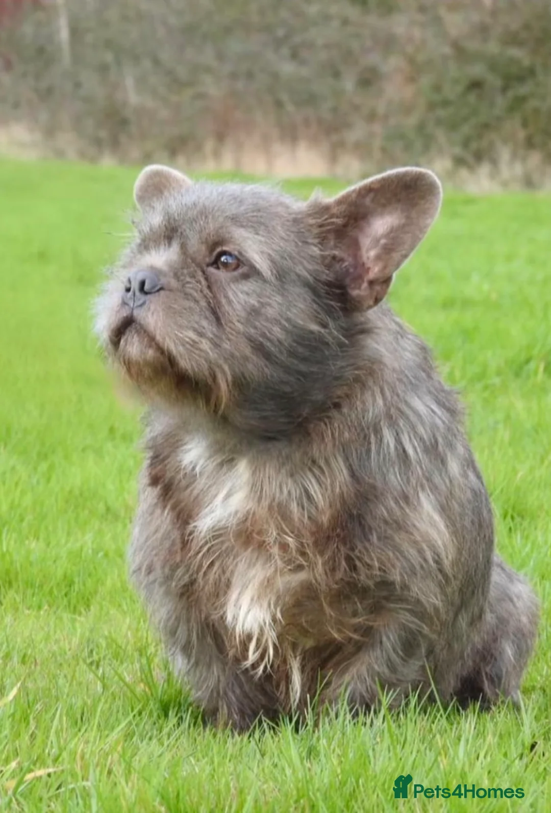 French Bulldog dogs for sale: Beautiful wire haired male frenchie - Advert 1