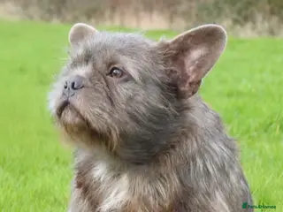 French Bulldog dogs Beautiful wire haired male frenchie - Advert 1