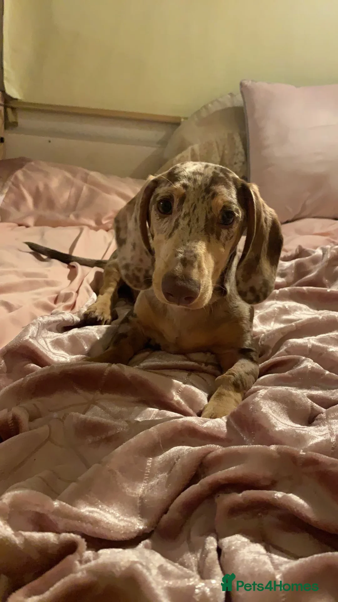 Dachshund dogs for stud: Dapple dachshund for stud in Croydon - Advert 4