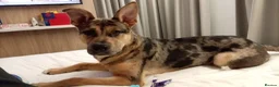 Mixed Breed dogs for sale: German Shepherd x Staffordshire terrier in Exeter - Advert 1
