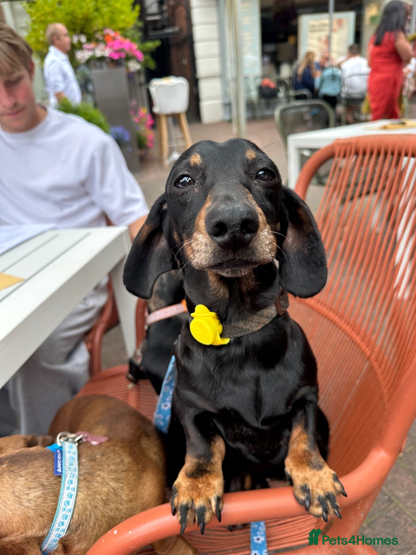 Miniature Dachshund dogs Black and Tan boy - Advert 2
