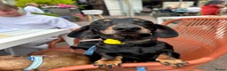 Miniature Dachshund dogs for sale: Black and Tan boy - Advert 1
