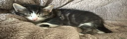 Mixed Breed cats for sale: mixed tabby kittens - Advert 10