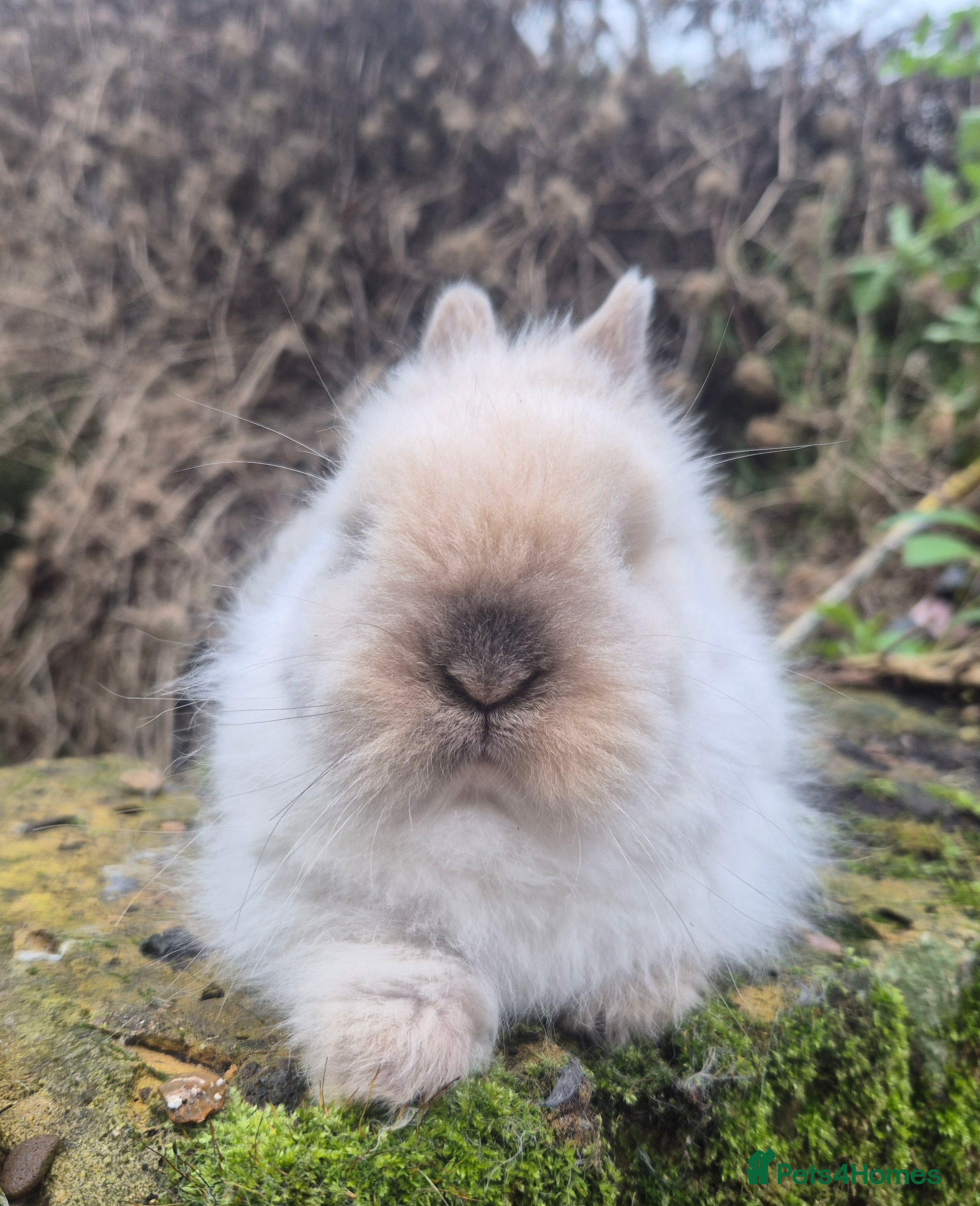 Angora rabbits 💖💙Ready in 2 weeks- Blue harli teddydwerg💙💖 - Advert 8