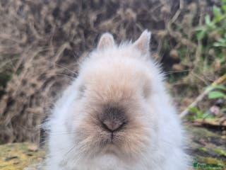 Angora rabbits 💖💙Ready in 2 weeks- Blue harli teddydwerg💙💖 - Advert 8