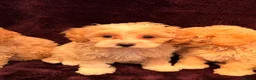 Maltipoo dogs for sale: 💙Maltipoo F1💜 in Hornchurch - Advert 13