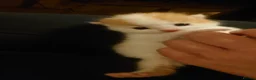Mixed Breed cats for sale: Very Very special home needed! - Advert 2